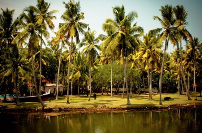 Backwaters and Cochin Heritage Tour